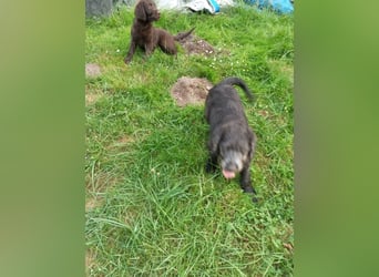 Labradoodle Welpen