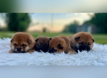 Shiba Inu puppies