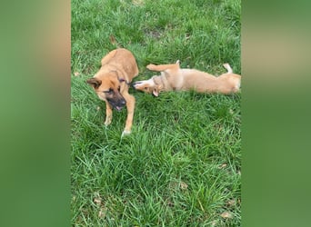 Loki sucht einfühlsames Zuhause