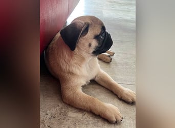 Mops 2.0 Welpen, Rüde, 13 Wochen, Ahnentafel CfdM / VDH / FCI