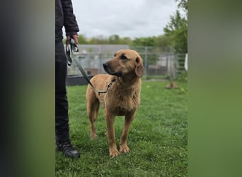 großer Herzenshund Bailey sucht noch seine Menschen