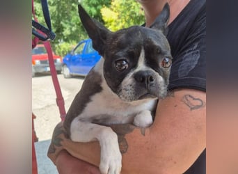 Diva - RESERVIERT -bietet Charme und Charakter, sucht aktives Zuhause mit Herz und Hundverstand