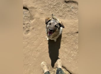 Sascha  3 ¾ jähriger Bub, SH ca. mittelgroß, verspielt, sozial, menschenbezogen, lieb