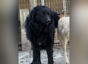 Duke ❤️ aufgeweckter, junger Kroat. Schäferhund-Mix-Bub!
