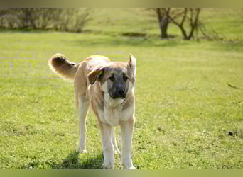 Hübscher Rufus sucht ein Zuhause