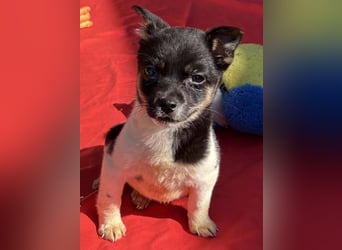 Vera, kleines Hundekind sucht ein Zuhause
