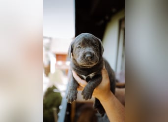Labradorwelpen