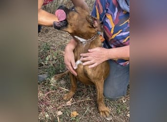 Boxermädel Ersi sucht ein aktives Zuhause.