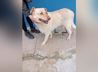 Laika, hofft auf ihre Ausreise ins Glück