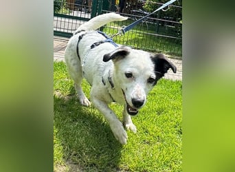 ♥SUNNY♥ auf Pflegestelle bei Leverkusen - zierliche, verschmuste, fröhliche kleine Zuckermaus 34cm