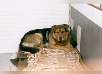 Milo – Harte Schale, weicher Kern