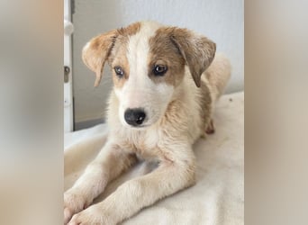 Lelia, geb. ca. 03/2025, lebt in GRIECHENLAND, im städt. Tierheim Serres