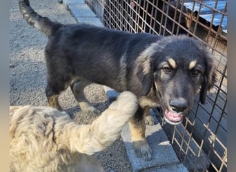 Aramis ❤️ liebevoll aufgeweckter Jungrüde