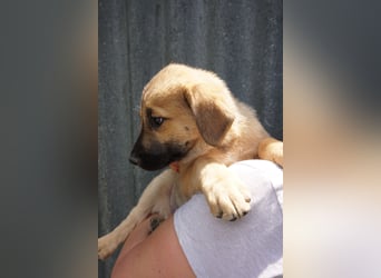 Ronja- Kulleraugen auf vier Pfoten