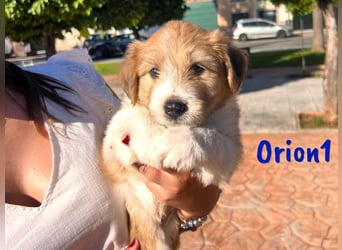 Orion1 geb. 05/2025 (ESP) - neugieriger Border-Collie-Mix Welpe!
