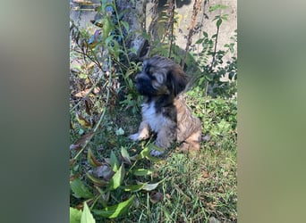 Tibet Terrier-Hündin, VDH, zobel, geb. 28.7.24