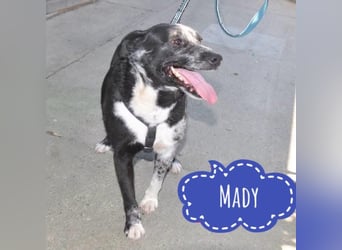 Mady eine verspielter Familienhund