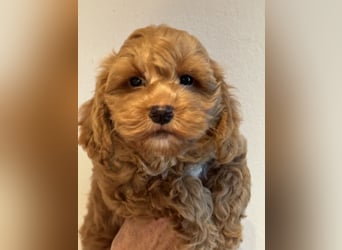 Schocolade farbige sehr schöne Welpen Maltipoo/mini Doodle