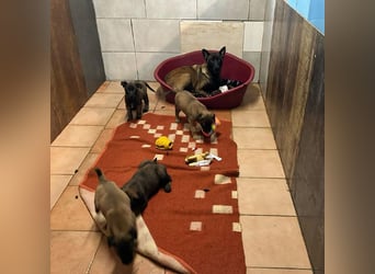 ROMINA - die hübsche Malinois-Hündin sucht ein hundeerfahrenes Zuhause!