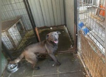 Blue: neu im Tierheim, fröhlich und offen