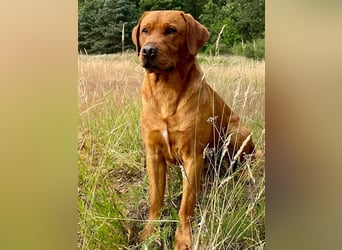 Abgabebereite F1 Labradoodle Welpen mit Ahnentafel + Gesundheitszeugnis in Schoko, schwarz + blond