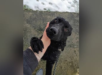 LIO sucht ein Zuhause oder Pflegestelle