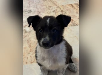 Telma