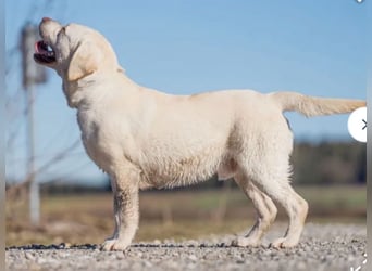 Labrador Retriever Welpen, 2 Hündinnen, gelb, reinrassig, Ahnenpass uvm.