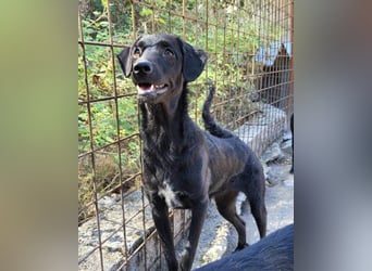 Sweet Coco: offenes, junges, verspieltes Hundemädl
