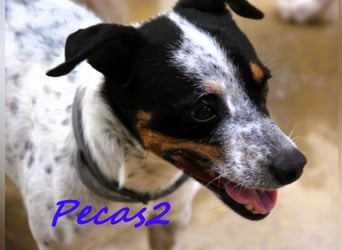 Pecas2 geb. 09/2020 (ESP) - sehr lieber, kleiner Bodeguero sucht das Glück!