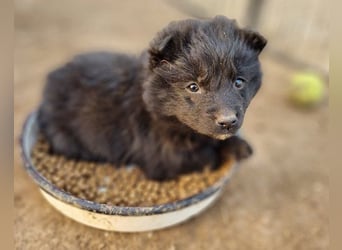 LENZI❤️unser kroat. Schäferhund-Mix-Rüde ist ein wahrer Sonnenschein!