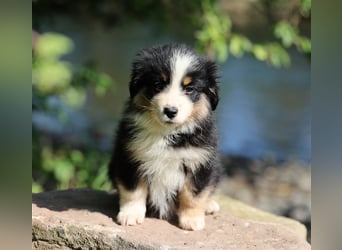 Mini American Shepherd (Showlinie) Mini Aussies