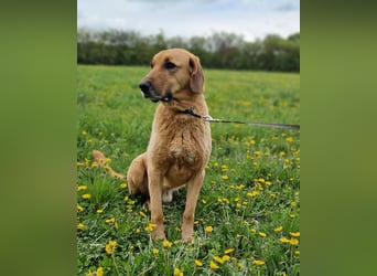 großer Herzenshund Bailey sucht noch seine Menschen