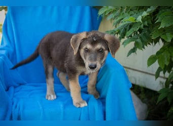Chip 269217: Hundekind sucht ein Zuhause