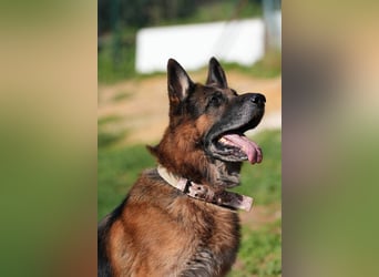 Rocky (Spanien) - liebevoller Senior sucht Alterswohnsitz