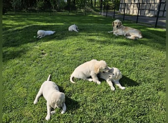 Reinrassige Golden Retriever Welpen