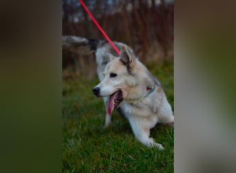 Puca sucht ihr Zuhause ❤️