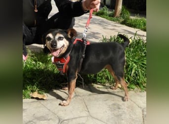 Frieda sucht ein Zuhause