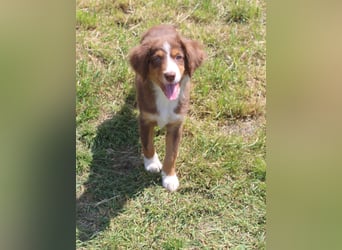 Super schöne Miniature Australian Shepherd Schmusebärchen aus liebevoller Hausaufzucht .