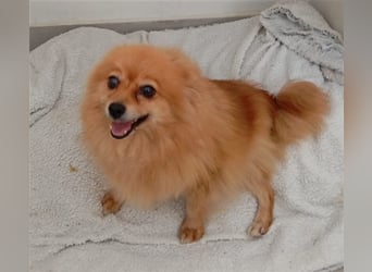 *reserviert* Pomeranian Chinita auf Pflege Nähe Offenburg