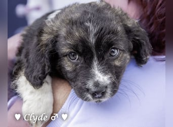 Winzling Clyde, Alopekis-Mix,  sucht ein Zuhause