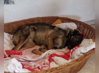 Saga ❤️ wartet in 88161 Lindenberg