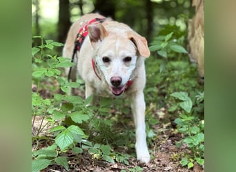 Alba - vorsichtige, ruhige, liebe Labrador-Mix-Hündin / Pflegestelle in Mosbach