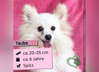 Taube