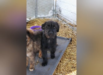 INKA - sensible Junghündin sucht einfühlsames Zuhause