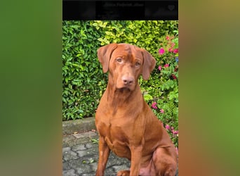 Rhodesian Ridgeback Welpen *livernose* 19./20.Mai2025
