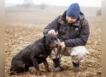 Paul, Rottweiler Mischlingsrüde wünscht sich eine Familie