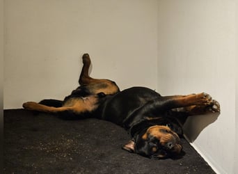 Rottirüde (20 Monate) sucht neues Zuhause