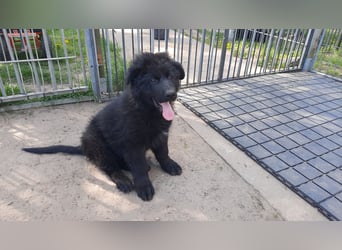 Altdeutsche Schäferhund Welpen