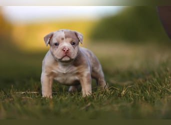 Unglaublich schöne American Bully Welpen!